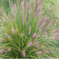 Rozplenica japońska   Red Head