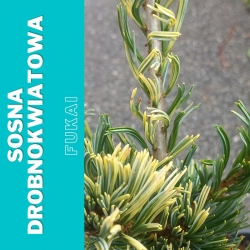 Sosna drobnokwiatowa  Fukai