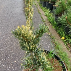 Sosna drobnokwiatowa  Fukai