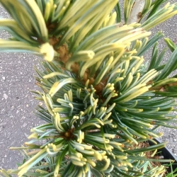 Sosna drobnokwiatowa  Fukai