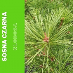 Sosna czarna  Globosa