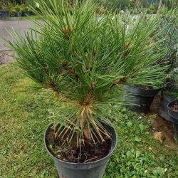 Sosna czarna  Globosa