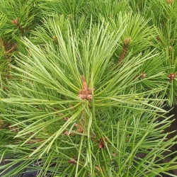 Sosna czarna  Globosa