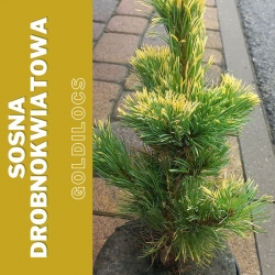 Sosna drobnokwiatowa  Goldilocks