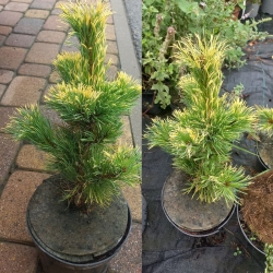 Sosna drobnokwiatowa  Goldilocks