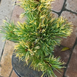 Sosna drobnokwiatowa  Goldilocks