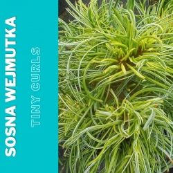 Sosna wejmutka   Tiny Curls