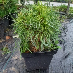 Sosna wejmutka   Tiny Curls