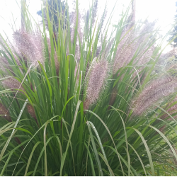 Rozplenica japońska   Red Head