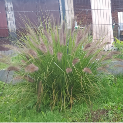 Rozplenica japońska   Red Head