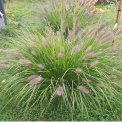 Rozplenica japońska   Red Head