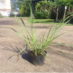 Rozplenica japońska   Red Head