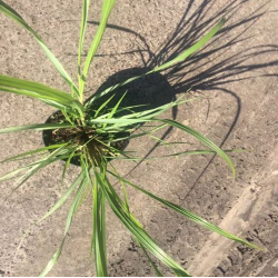 Rozplenica japońska   Red Head